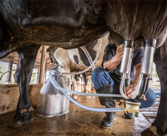 Les apprentis agriculteurs et agricultrices apprennent encore les bases de la production bovine, même si les fermes comptent de moins en moins de vaches aujourd’hui en Suisse. Chanidapha