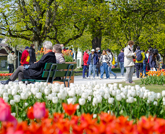 La Fête de la tulipe, à Morges, a servi de laboratoire à l’Observatoire de Vaud Promotion pour un comptage précis des visiteurs à l’aide d’outils technologiques. On en a dénombré 225 000 (2021), soit plus du double de ce que l’on pensait auparavant. Journal de Morges