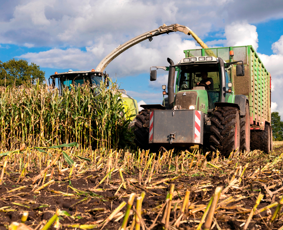 Notre système fourrager repose beaucoup sur le maïs, qui demande beaucoup d’eau. Aude Jarabo estime que l’on pourrait le remplacer par d’autres plantes moins gourmandes et suffisamment productives. Wolfgang Jargstorff